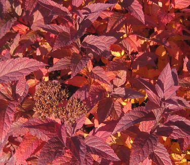 Spiraea japonica Anthony Waterer (fall color)