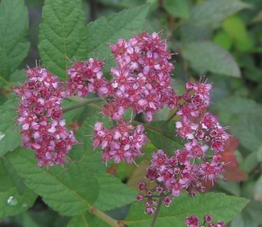 Spiraea japonica 'Anthony Waterer' 