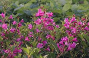 Weigela florida Sonic Bloom® Pink