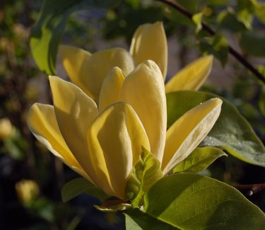 Magnolia x 'Yellow Bird' 