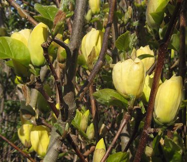 Magnolia x Yellow Bird