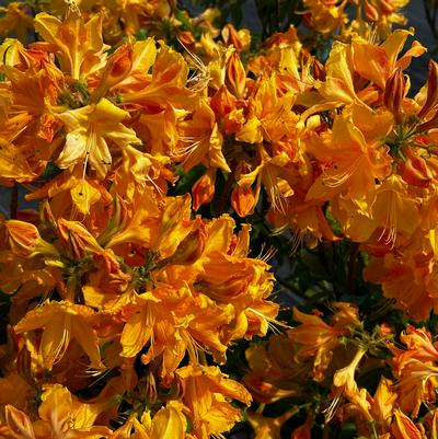 Rhododendron Golden Lights