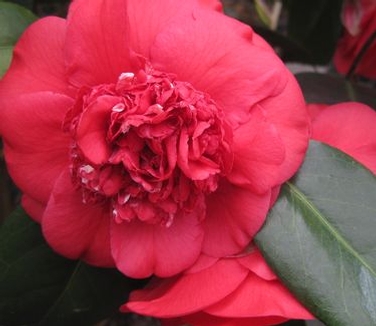 Camellia x April Tryst