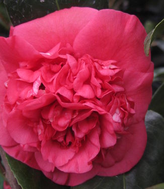 Camellia x April Tryst