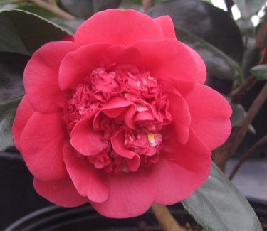 Camellia x April Tryst