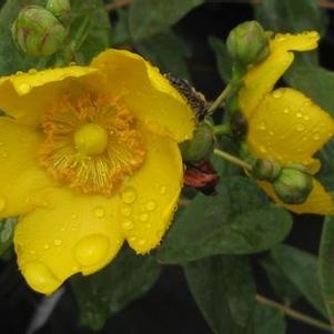 Hypericum x Hidcote