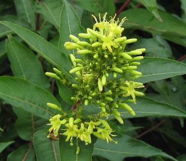 Diervilla sessifolia Butterfly