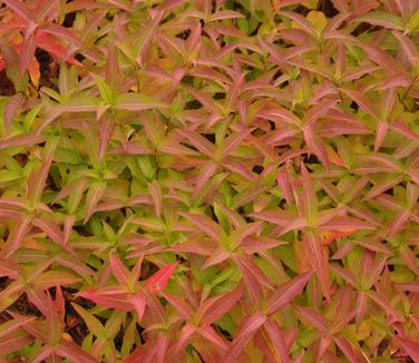 Diervilla sessifolia 'Butterfly' - Bush Honeysuckle 