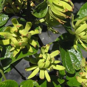 Calycanthus floridus Athens