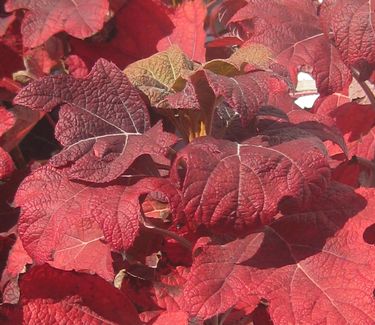 Hydrangea quercifolia Snow Queen™ - Oakleaf Hydrangea (Fall color)