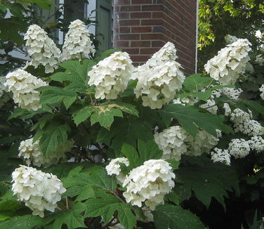 Hydrangea quercifolia Snow Queen