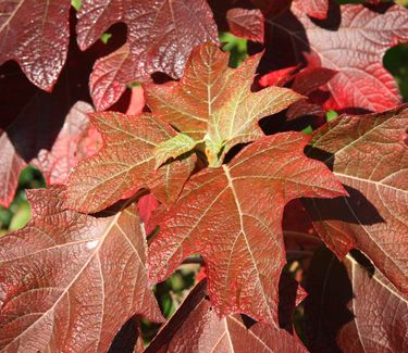 Hydrangea quercifolia Snow Queen™ ('Flemygea') Fall Color