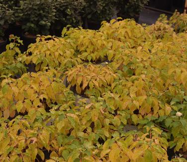 Cornus sanguinea Arctic Sun