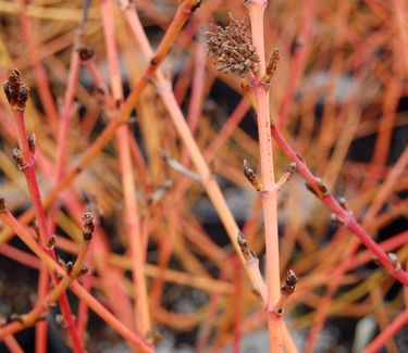 Cornus sanguinea Arctic Sun™ ('Cato')