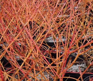 Cornus sanguinea Arctic Sun™ ('Cato')