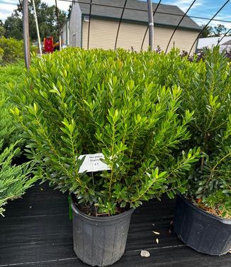 Ilex glabra 'Shamrock' - Inkberry from Pleasant Run Nursery