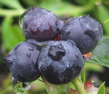 Vaccinium angustifolium - Lowbush Blueberry