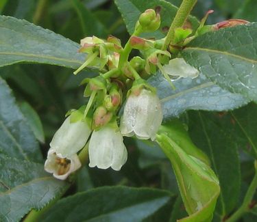 Vaccinium angustifolium - Lowbush Blueberry 