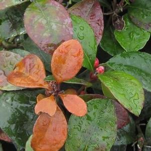 Gaultheria procumbens 