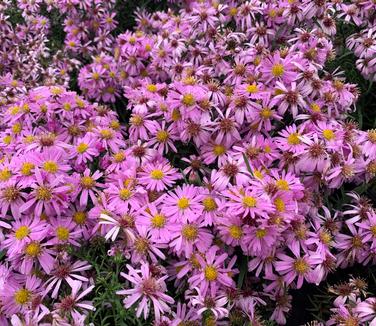 Aster 'Wood's Pink' 