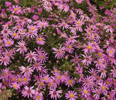 Aster Wood's Pink