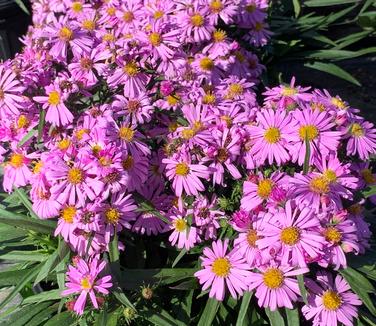 Aster 'Wood's Pink' - Fall Aster from Pleasant Run Nursery