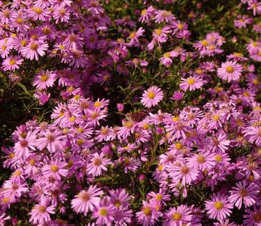 Aster Wood's Pink