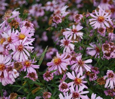 Aster 'Wood's Pink' 