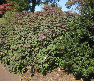 Hydrangea quercifolia Pee Wee (@ Morris Arb)