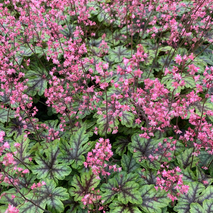 Heucherella x 'Tapestry'