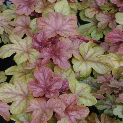 Heucherella Buttered Rum