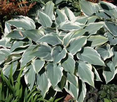 Hosta 'El Nino' 