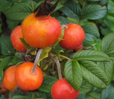 Rosa rugosa 'Alba' - White Rugosa Rose