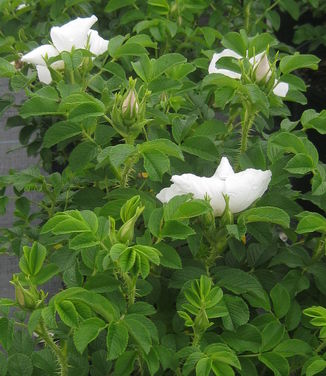 Rosa rugosa Alba