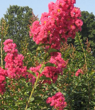 Lagerstroemia x 'Tuscarora' 