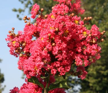 Lagerstroemia x 'Tuscarora' 