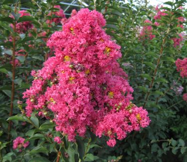 Lagerstroemia x Tuscarora 