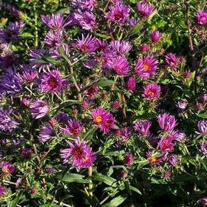 Aster novae-angliae 