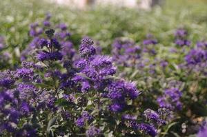 Caryopteris x clandonensis Beyond Midnight®