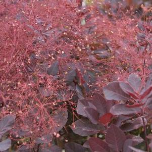 Cotinus coggygria Royal Purple