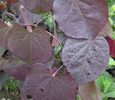 Cercis canadensis Ruby Falls - Redbud