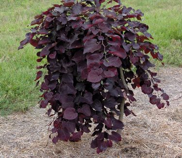 Cercis canadensis Ruby Falls (Photo: Dennis Werner)