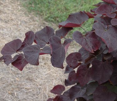 Cercis canadensis Ruby Falls (photo: Dennis Werner)