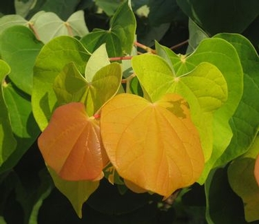 Cercis canadensis The Rising Sun™