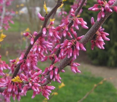 Cercis canadensis The Rising Sun™