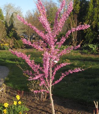 Cercis canadensis The Rising Sun - Redbud 