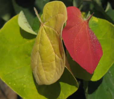 Cercis canadensis 'The Rising Sun' ('JN2') - Redbud 