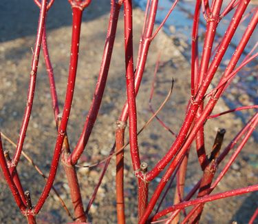 Cornus sericea (stolonifera) 'Baileyi' - Twig Color