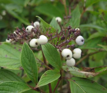 Cornus sericea (stolonifera) 'Baileyi' - Redosier Dogwood from Pleasant Run Nursery