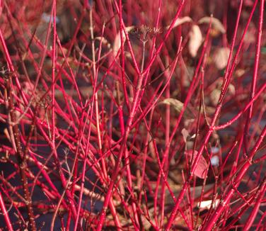 Cornus sericea 'Baileyi'